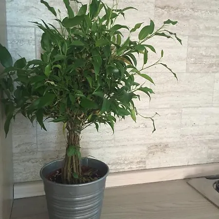Apartmán Bianconi Milán